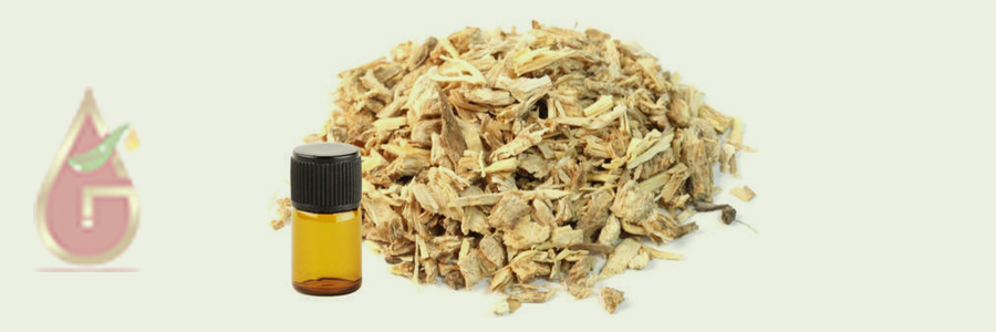 Angelica Root Oil