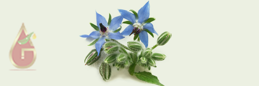 Borage Seed Oil