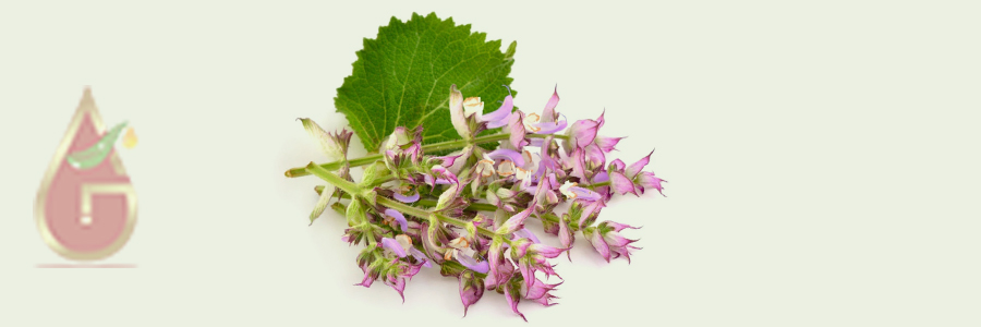 Clary Sage Oil