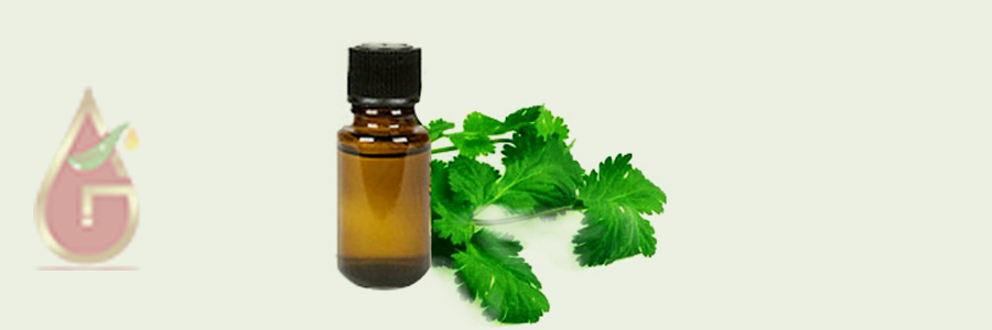 Coriander Oil