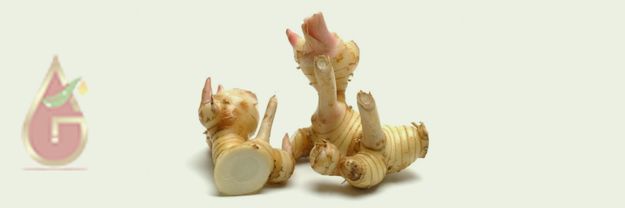 Galangal Oil