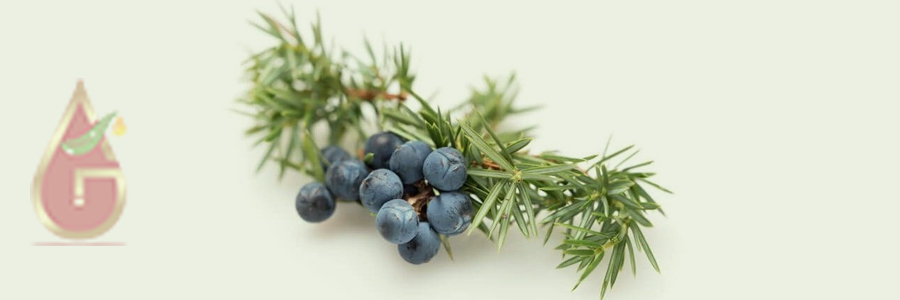 Juniper Berry Oil