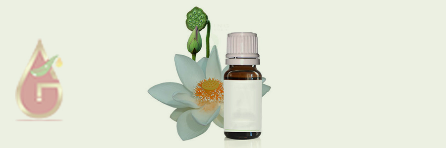 Lotus Absolute Oil Essential Oils