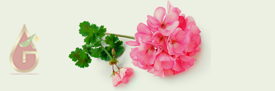 Rose Geranium Oil