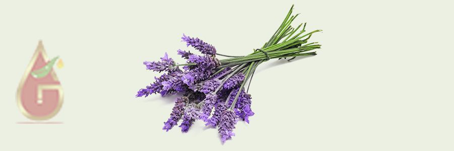 Spike Lavender Oil