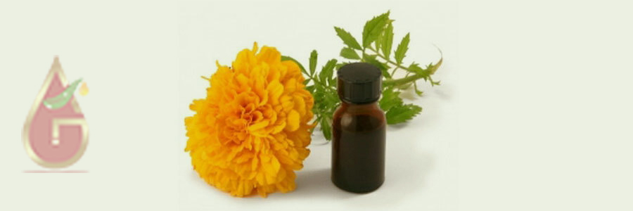 Tagetes Oil