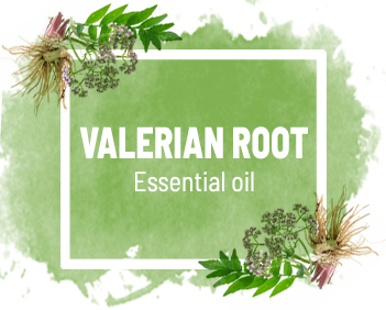 VALERIAN ROOT OIL